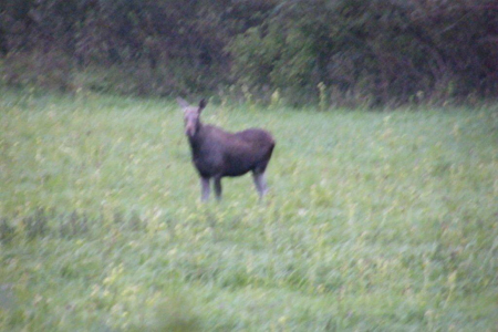 005a Elch auf der Wildwiese im Moosbruch